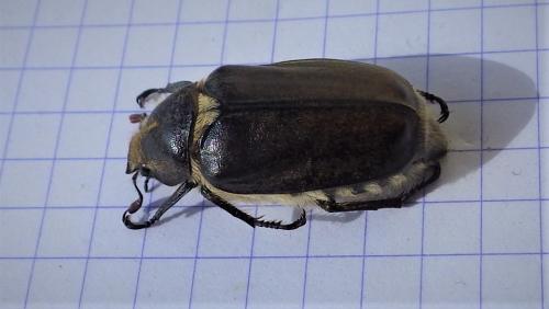 Anoxia villosa